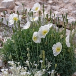 Alpine poppy (Papaver alpina )