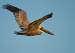 Brown Pelican