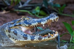 Caiman eating catfish
