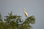 Great White Egret