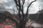 The Outback III
