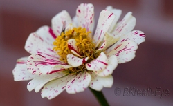 Floral 157