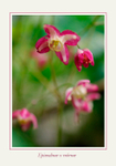 Epimedium x rubrum