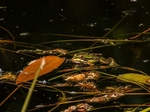 Edible Frog