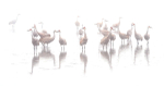 Sandhill Cranes of Norfolk County portfolio