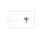 Winter Oak.  EDC 042