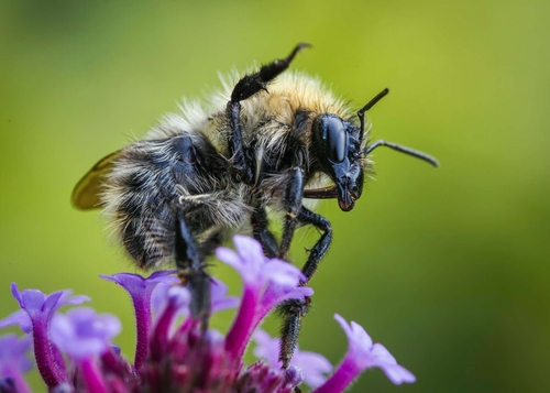Bumblebee with raised leg, thought to mean "I know you're there".