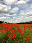 Dorset Poppies - 2