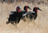 Ground Hornbill