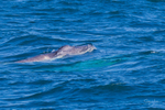 Baby Humpback. 0A3A2150