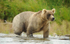 A pale grizzly bear at Margot creek.