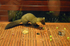 Pine Marten