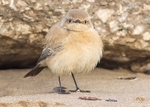 Desert Wheatear 2