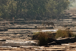 Tiger crossing dry river bed, Panna, Madhyra Pradesh, India