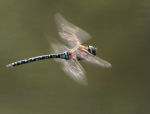 Migrant  Southern Hawker Dragon