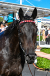 240726-Race 2-Vaguely Royal-0302