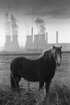 Black & White Photograph Leeds Power Station and Horse