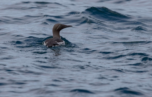 Common Guillemot (Uria aalge)