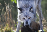 Wolf at Dinner