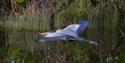 Great Blue Heron _0056