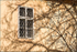 Branches and window, Prague