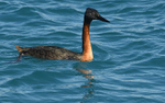 Great Grebe