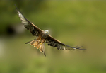 Red Kite