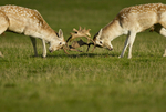 FALLOW DEER RUT ref fdr 20
