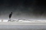 Heron in the Morning Mist 1 12 x 18 Small