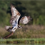 08_CE275_Osprey Score 291