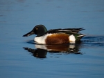Shoveler