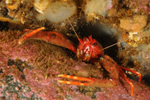 Munida rugosa