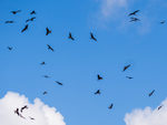 Red Kite