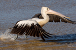 Pelican Take-off 2