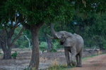 Bull elephant browsing on a tree