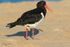 Pied Oyster Catcher 2