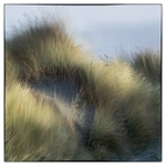 Marron Grass on the dunes