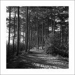 'A Walk in the Woods' Holkham Beach