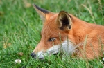 Red Fox