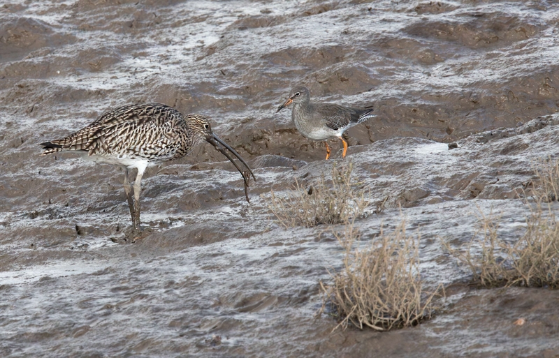 Eurasian Curlew - Dee Estuary - North Wales