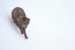 Hornstrandir Arctic Fox on slope, Iceland