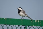 White Wagtail