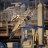 Pelican In Flight