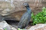 Shag