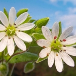 Mouse-eared chickweed (Cerastium vulgatum).