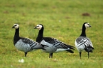 Barnacle Geese