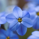 Spring Star Flower
