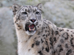 Snow Leopard-2