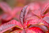 Autumnal Red