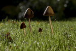Fungi at Cholmondeley Castle, Cheshire